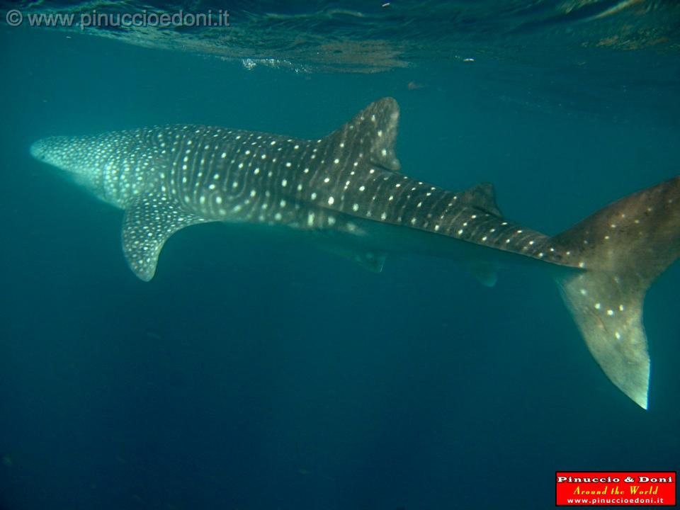 Djibouti - Whale Shark - 01.jpg